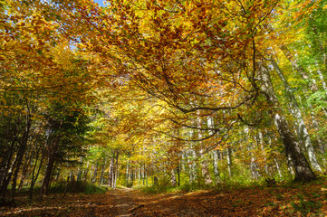 Fototapeta na wymiar Autumnal forest