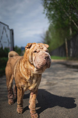Shar Pei dog with leash standing on road
