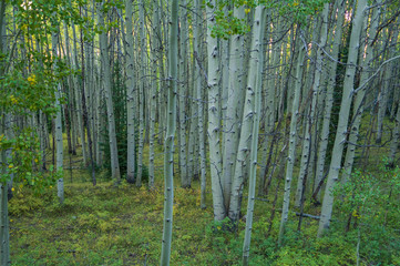 Landscape of aspen trees in a forest on Kebler Pass in Colorado