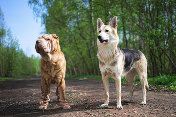 Shepherd dog and Shar Pei standing on dirt road in forest