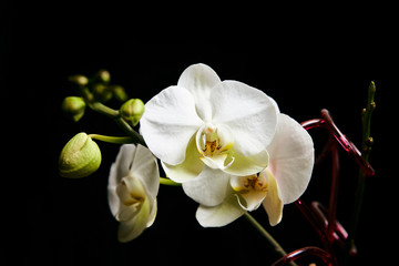 Naklejka na ściany i meble Orchid flower blossom isolated on the black background with copyspase for cards and design.