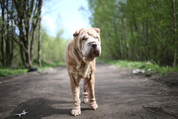 Chinese Shar Pei stands on countryside road