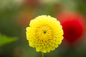 yellow dahlia in garden