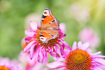 Colorful peacock butterfly on a purple coneflower echinacea on a sunny day.