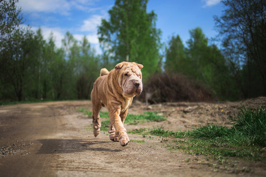 Chinese Shar Pei running on countryside road