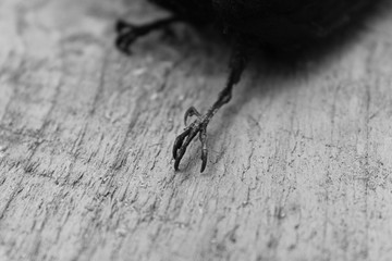 Chimney Swallow