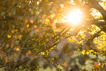 Obraz na płótnie Canvas Sun shining through tree branch