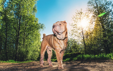 Cute Shar Pei dog standing on rural road
