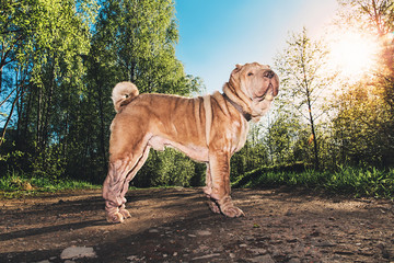 Cute Shar Pei dog standing on rural road