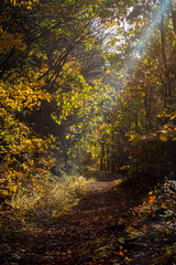 Autumn Trail through Fall Trees