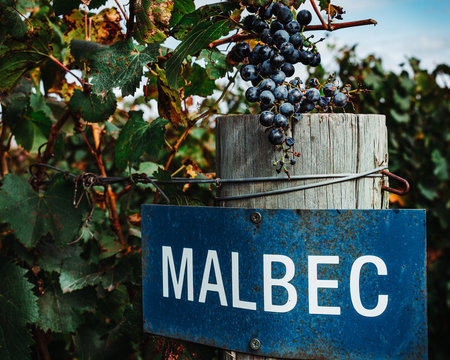 Malbec grape