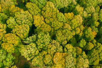 Arbres dans une for&ecirc;t ou un bois au d&eacute;but de l'automne