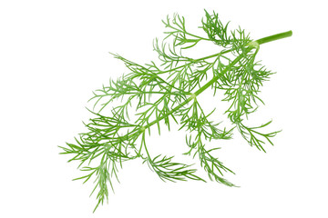 fresh dill isolated on a white background