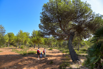 Fototapeta premium Wandern auf der Insel Mallorca / Balearen