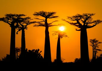 Foto auf Acrylglas Stunning sunset above Baobab Avenue, Morondava, Madagascar © SimoneGilioli