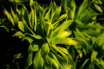 Details of green leaves under the sunlight