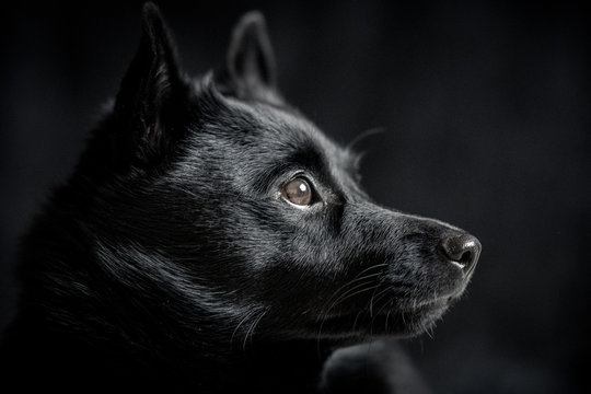 black dog in profile against black background