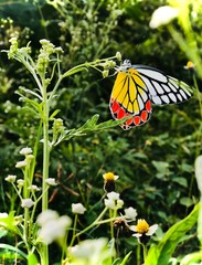 butterfly on flower