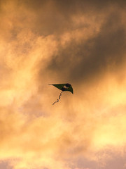 kite in flight