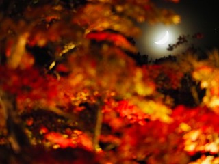 Japanese Autumn Mountain Photography