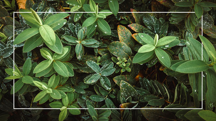 Green leaves texture with white frame.