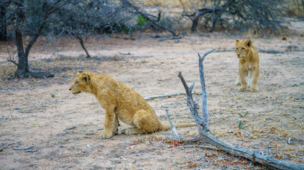 young lions in kruger national park, mpumalanga, south africa 7
