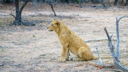 young lions in kruger national park, mpumalanga, south africa 13