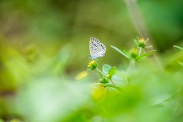 Pale Grass Blue‎ (Formal Name: Pseudozizeeria maha)