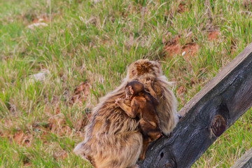 Gibraltar monkey walking through its territory