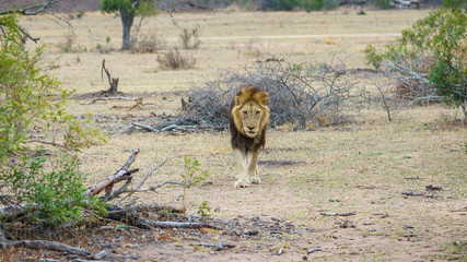 male lion in kruger national park, mpumalanga, south africa 9