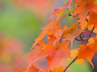 Japanese Autumn Mountain Photography
