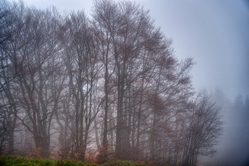 Obraz premium Trees lost in fog in autumn in mountains, Slovakia Mala Fatra