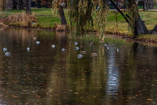 Duck Pond At Cannon Hill Park