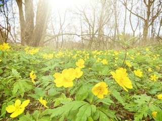 field of yellow flowers