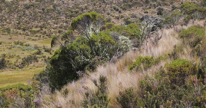 Mountain paramo landscape in Ecuador with trees and shrubs growing in the wind