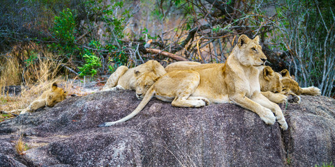 lions posing on a rock in kruger national park, mpumalanga, south africa 69