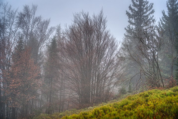 Trees lost in fog in autumn in mountains, Slovakia Mala Fatra