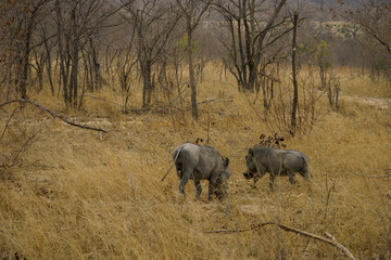 warthogs in kruger national park, mpumalanga, south africa 1