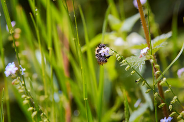 Bee hanging on plant after rain storm at Cannock Chase Forest
