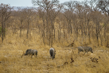 warthogs in kruger national park, mpumalanga, south africa 2