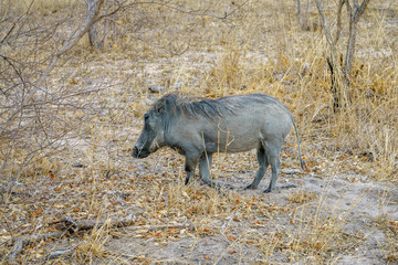 warthogs in kruger national park, mpumalanga, south africa 4