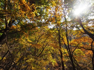 Japanese Autumn Mountain Photography