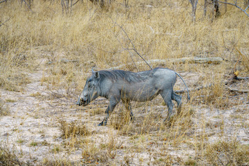 warthogs in kruger national park, mpumalanga, south africa 5