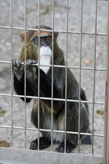 上野動物園の猿（Brothera Guenon, Brother Monkey）