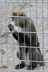 上野動物園の猿（Brothera Guenon, Brother Monkey）