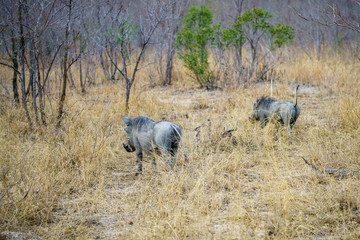 Obraz na płótnie Canvas warthogs in kruger national park, mpumalanga, south africa 8