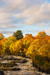 Fototapeta premium Fall