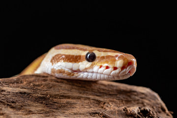 Royal Python, Python Regius, close up on a piece of tree bark