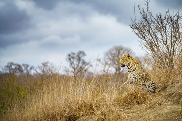 leopard in kruger national park, mpumalanga, south africa 40