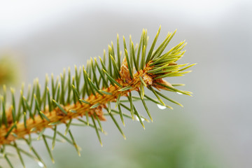 Tip of a branch of a European spruce with young pine cones and raindrops on the green needles in front of blurred background, winter mood, macro